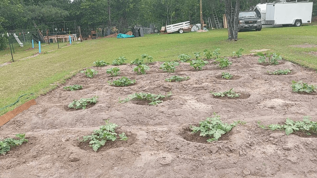 Garden 5-6-22