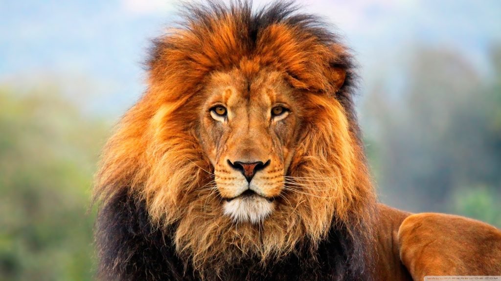 lion_5-wallpaper-2560x1440 (1)