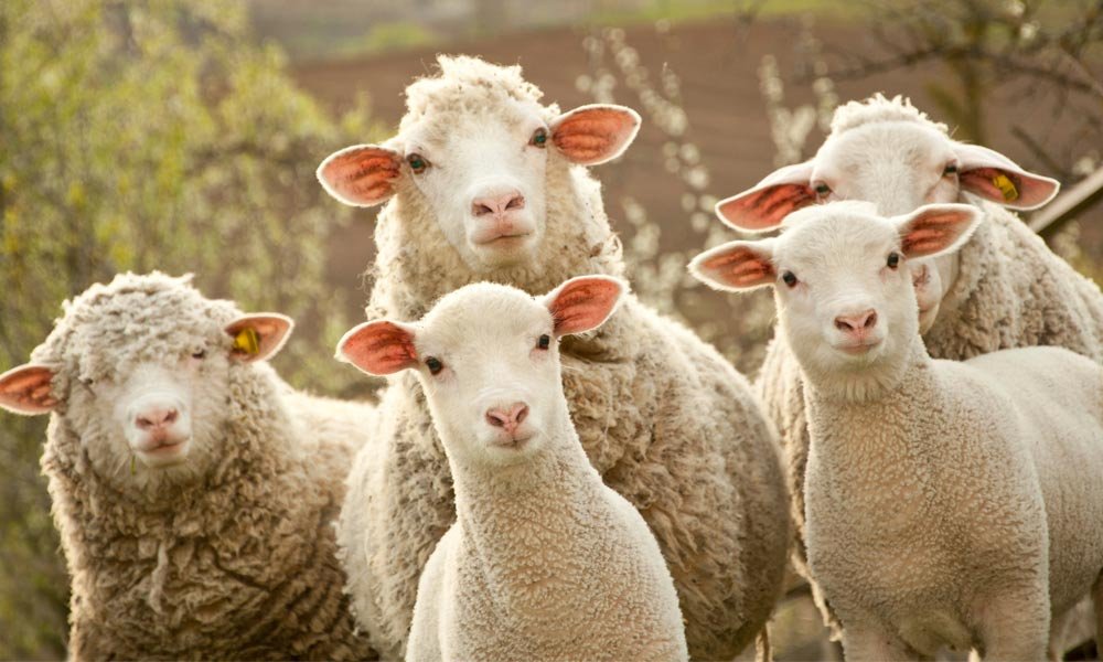 sheep1