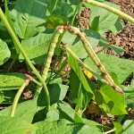 GARDEN UPDATE June 27, 2025